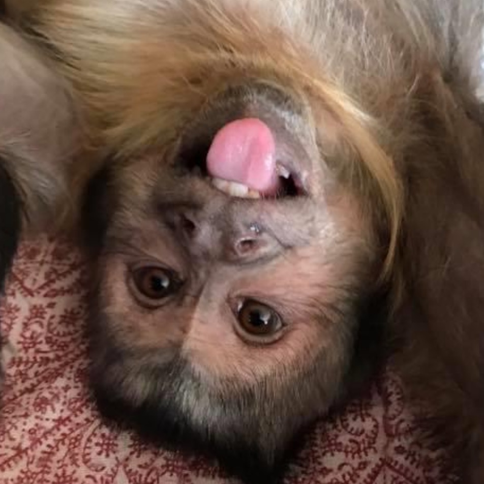 Georgie Boy heresyourmonkeycontent