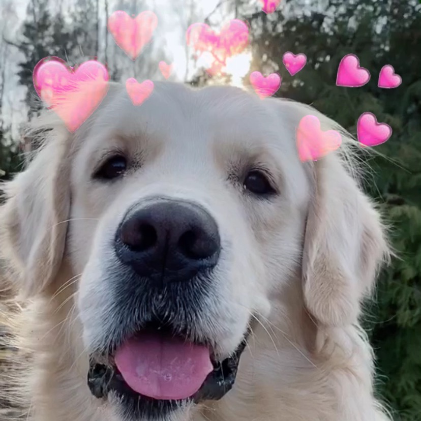 ✨Золотой Чейз✨ chase_and_juli