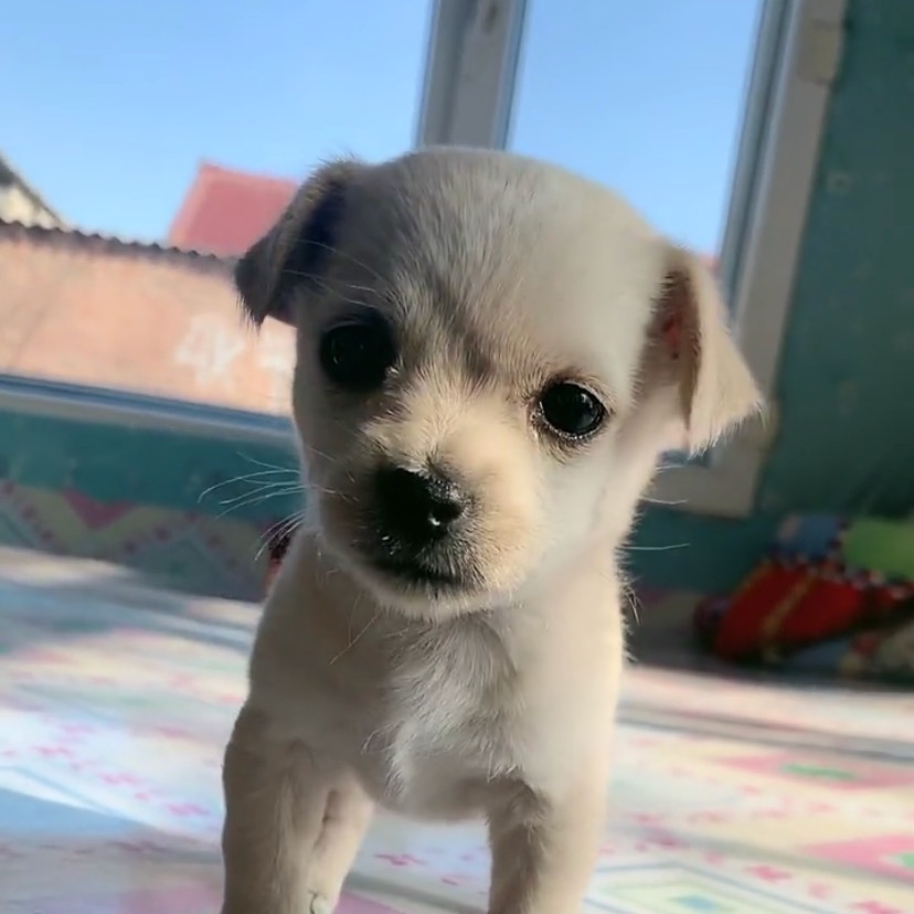 Kelly Han thepetworld_kelly