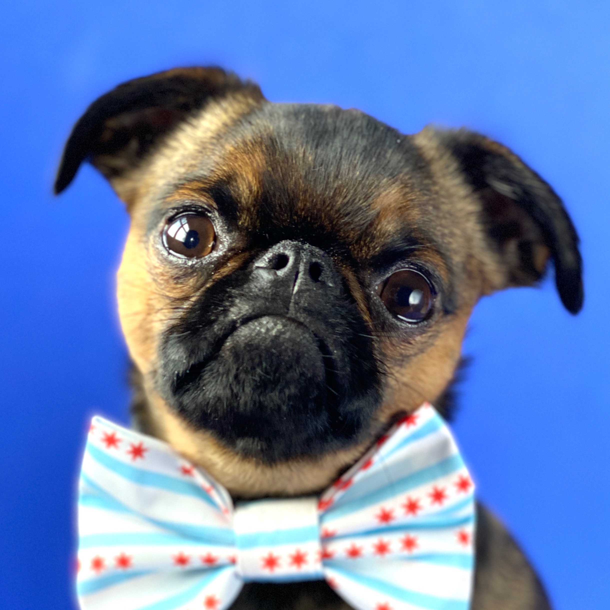 Walter the Griff itsasmallterworld