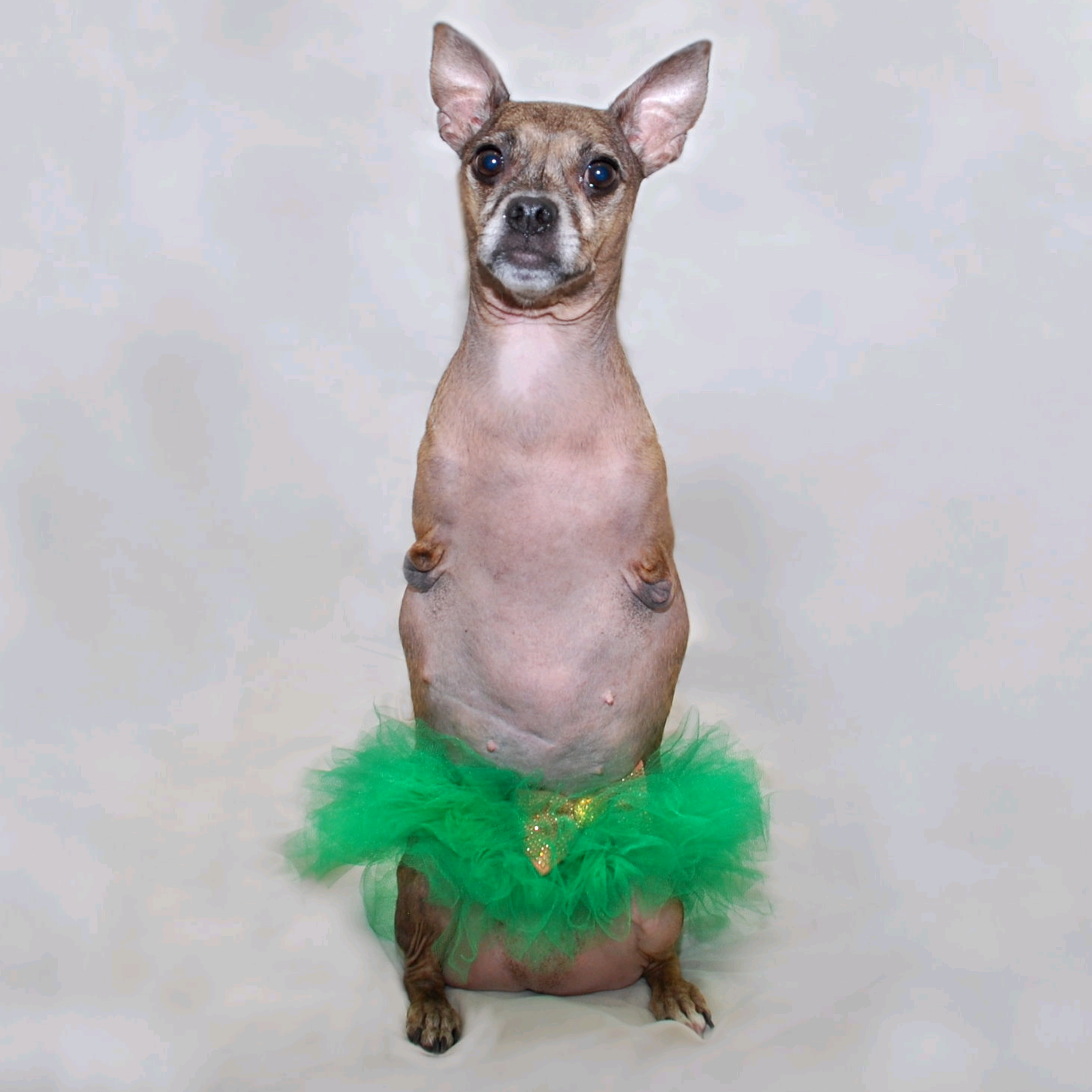 Nessie McNubbins nessiemcnubbins