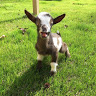 Goat Daddy's goatdaddys