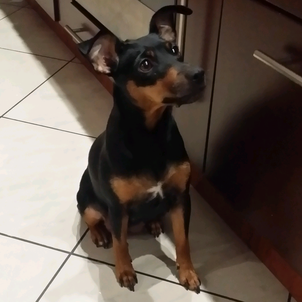 Майка🐕 maijka_