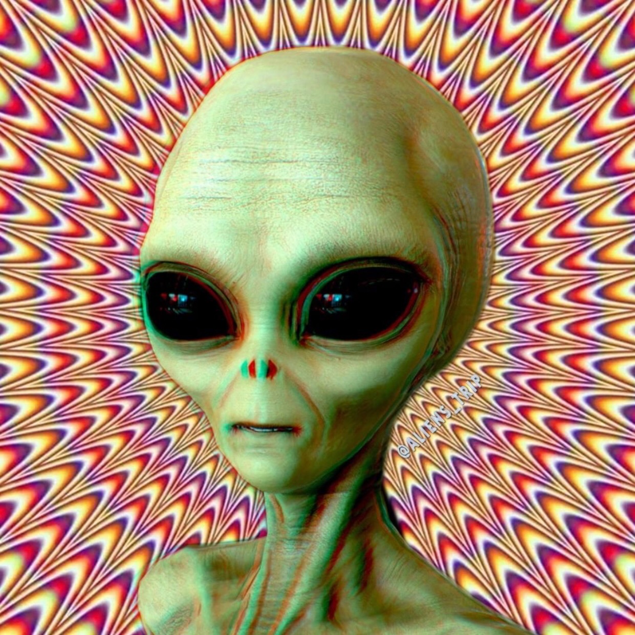 Trippy Hub trippyhub