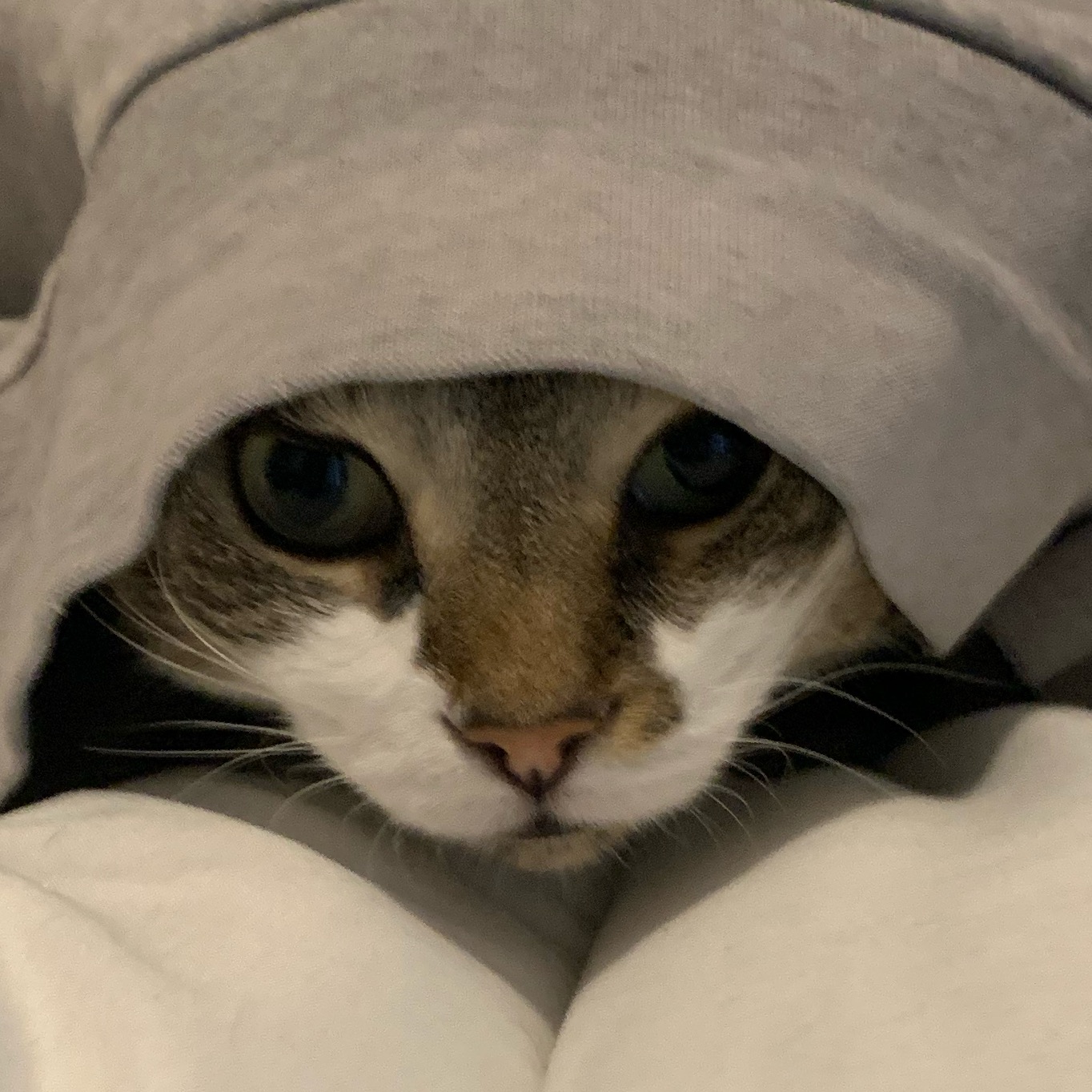 FatCatCalledRuby rubythefatmeow