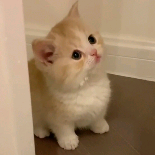 Kitten Meow^ω^ kittenmeow555