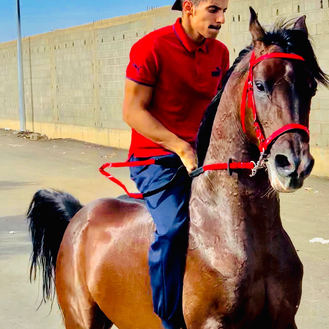 عامر آل منجم 🐎 5q13_