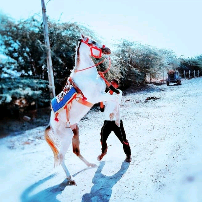 Dilip Babariya mr_dilu_7