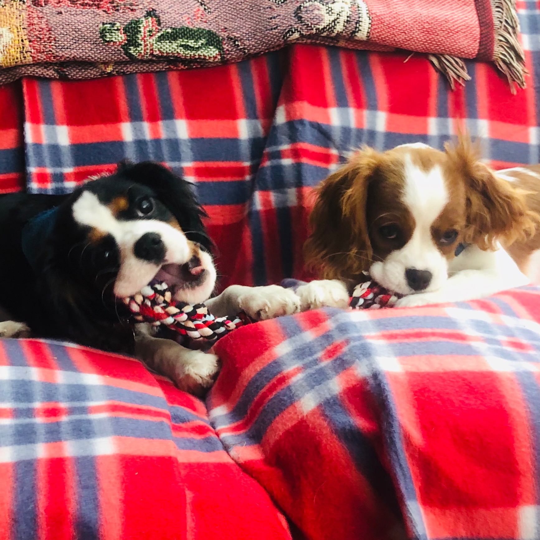 ZoeandLuna cavilerpups