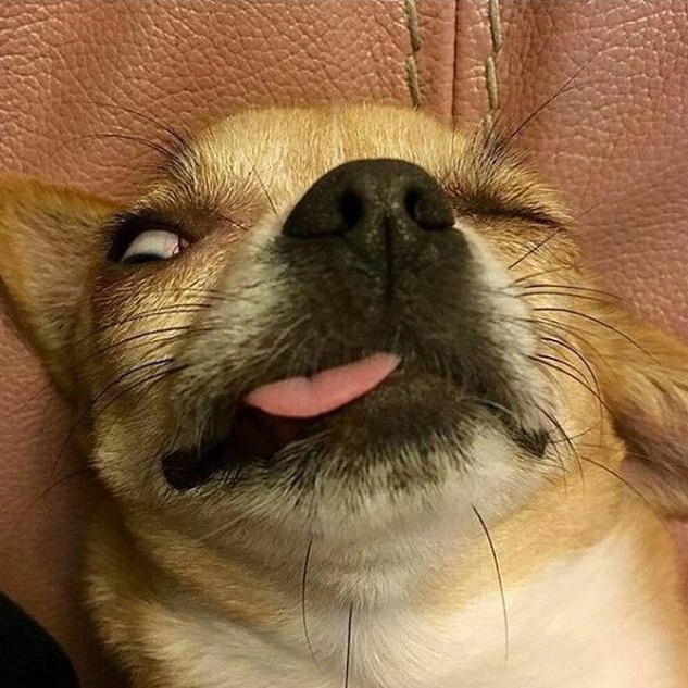 We L❤️ve Animals! mybeautypet