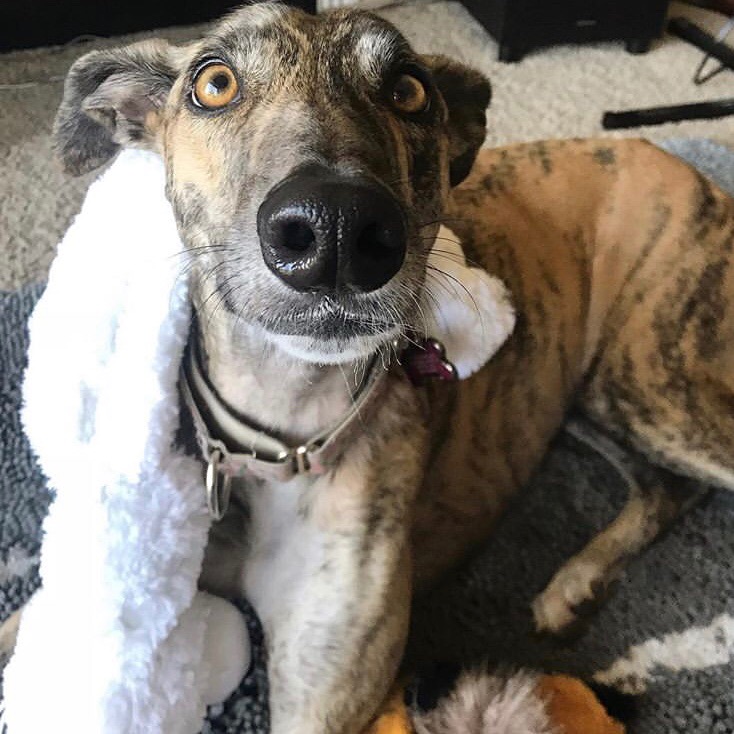Millie The Noodle Horse milliethenoodlehorse