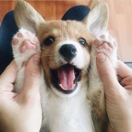 Puppyfancier puppyfancier