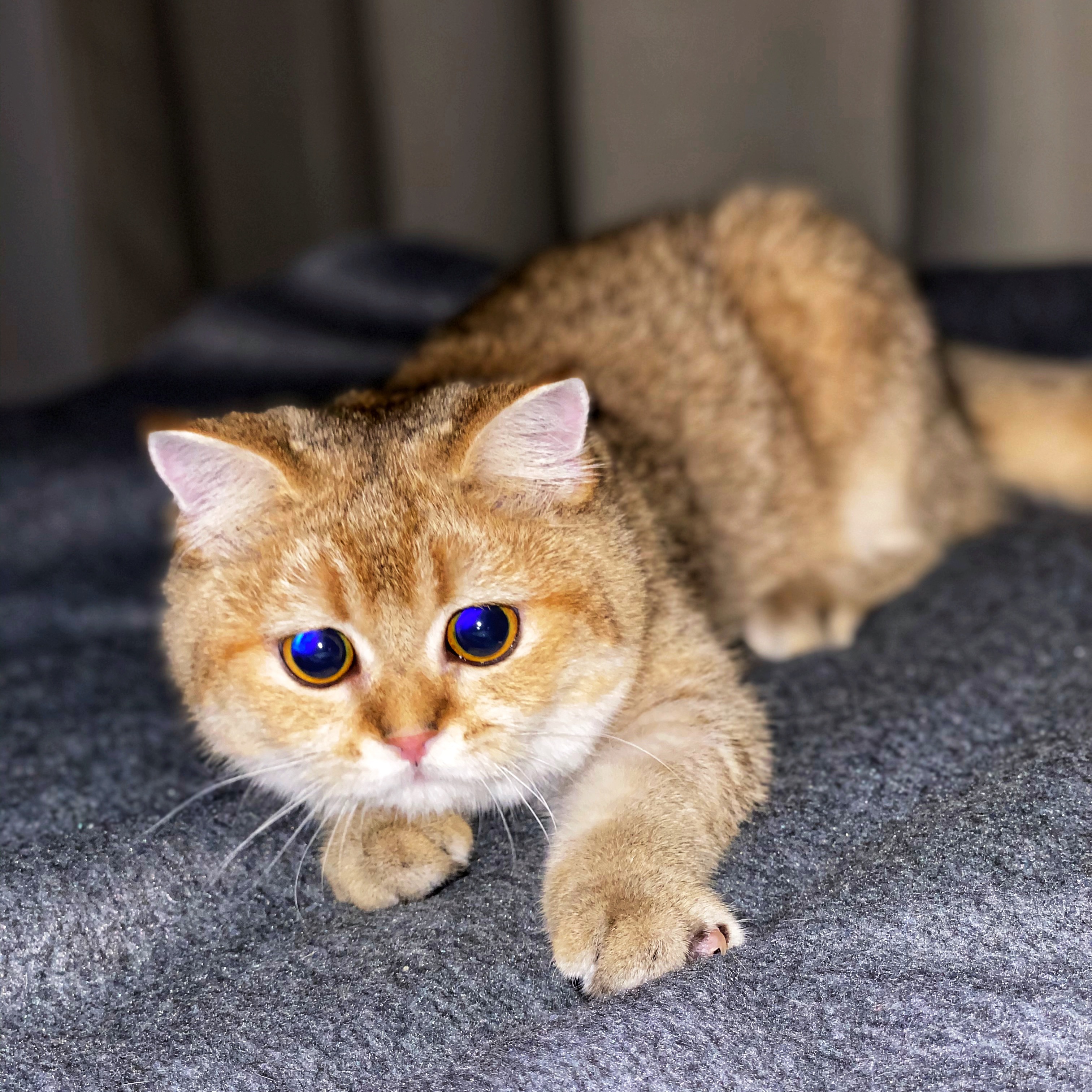 Oscar oscar_gold_cat