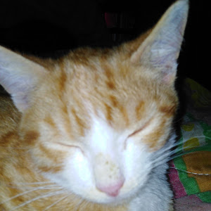 catprofaglier catprofaglier