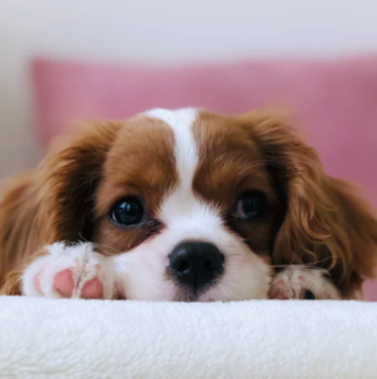 #goodboy