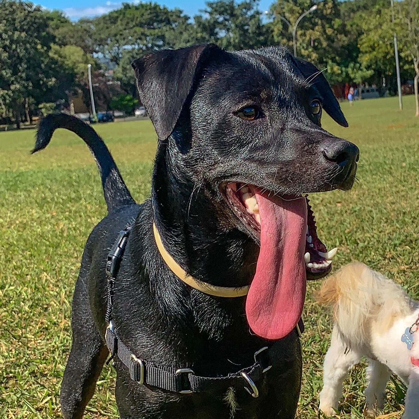 Jolie 🐾💙 jolieblackdog