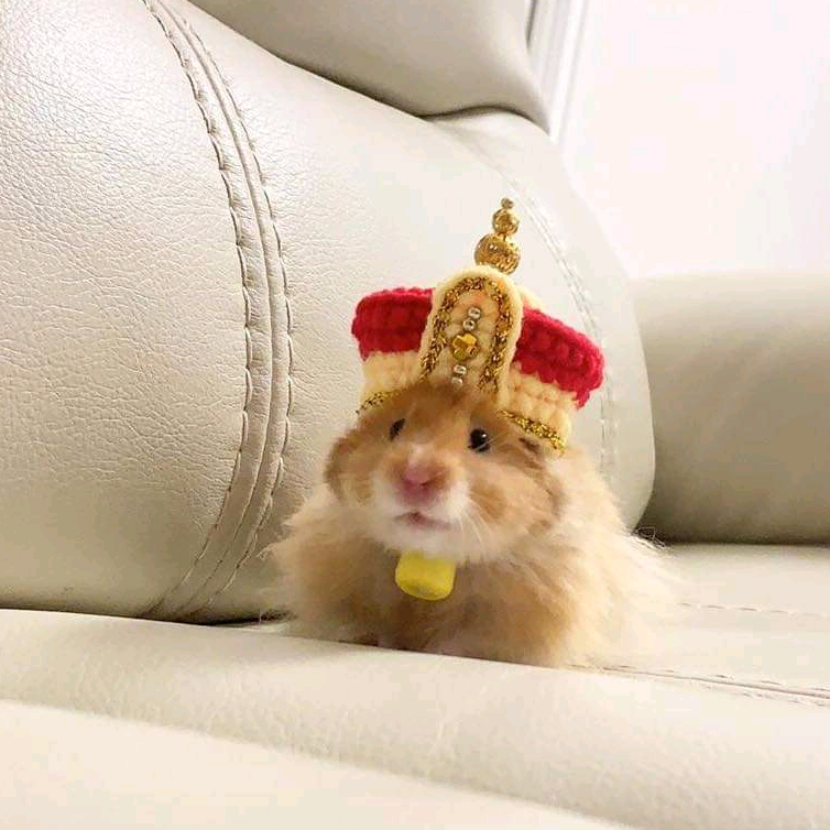 Hamsterland hamster_land