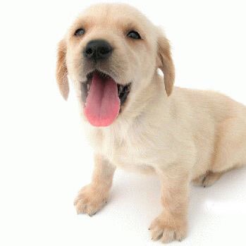pets_doggy pets_doggy