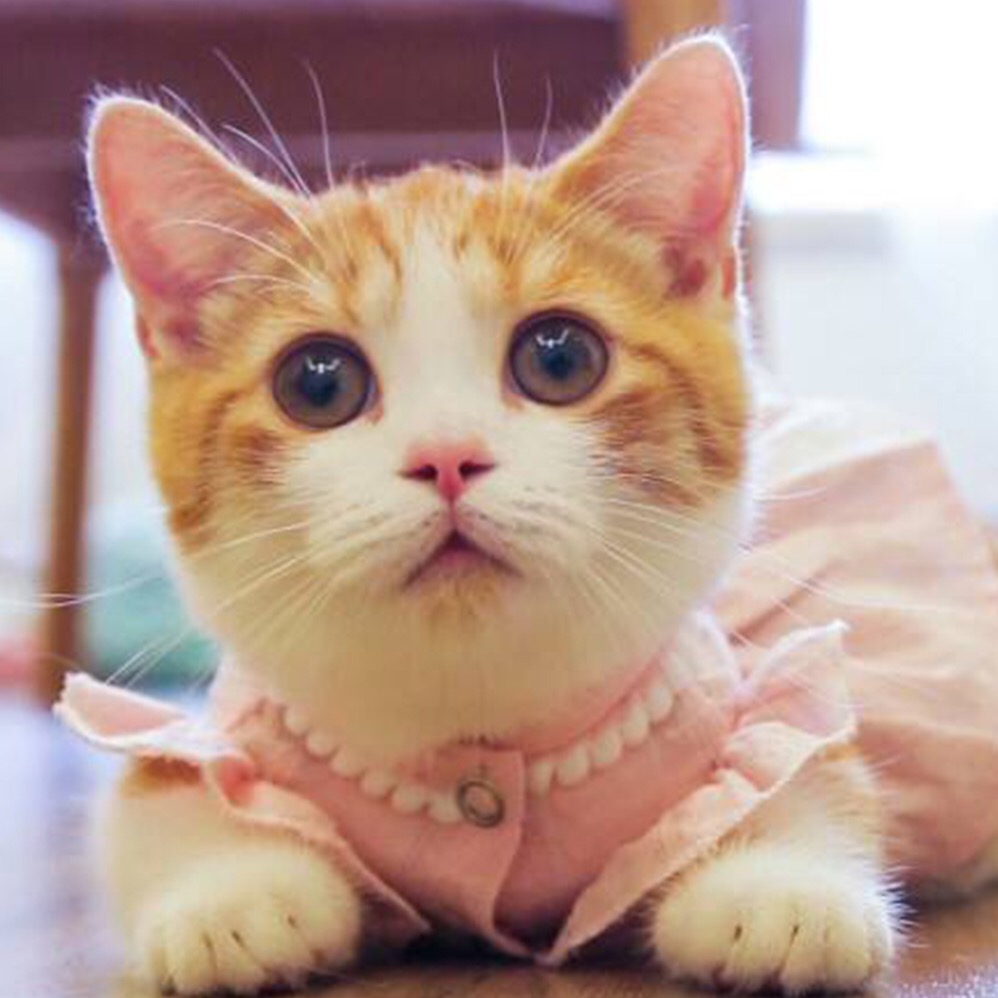 Meow meowiscoming
