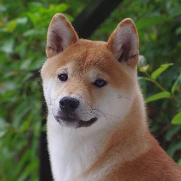 Shiba Farceur shiba.farceur