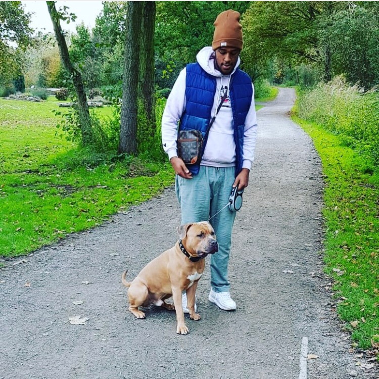 Marley bully xl pitbullmarley
