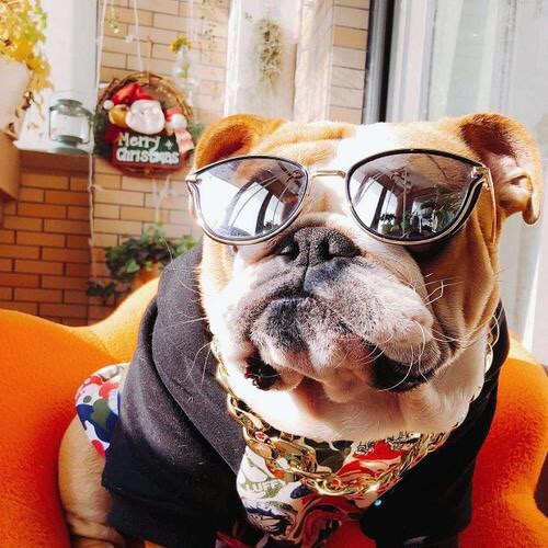 DogOwner dogowner520