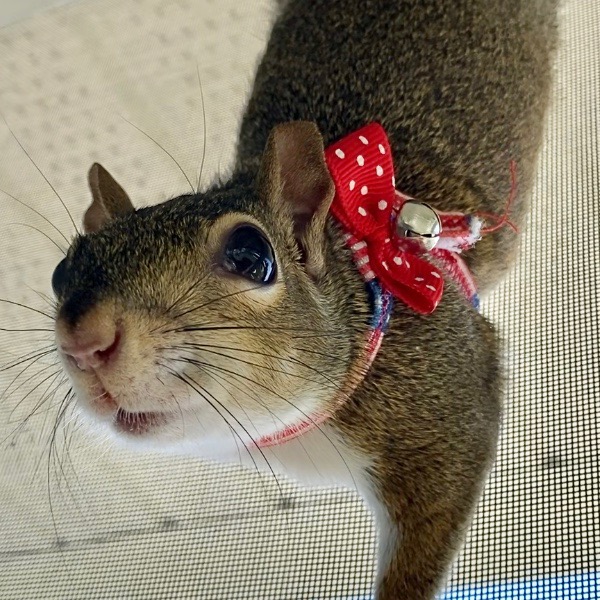 Miss MoMo momo.our.squirrel.girl