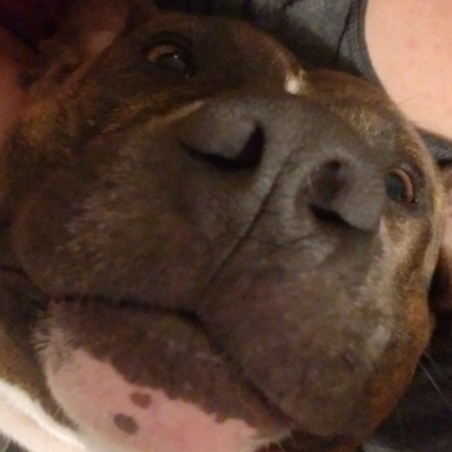Jan Johnson buddythedogjohnson
