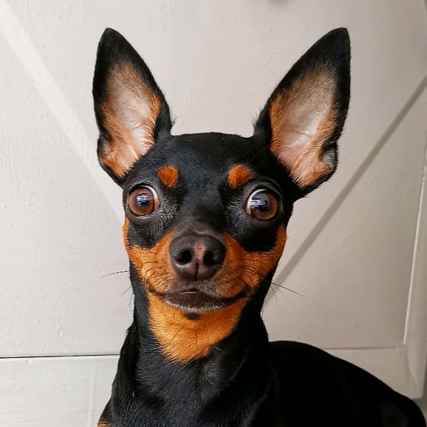 SOY PIMIENTA soy_pimienta