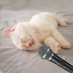 #gatosshort video