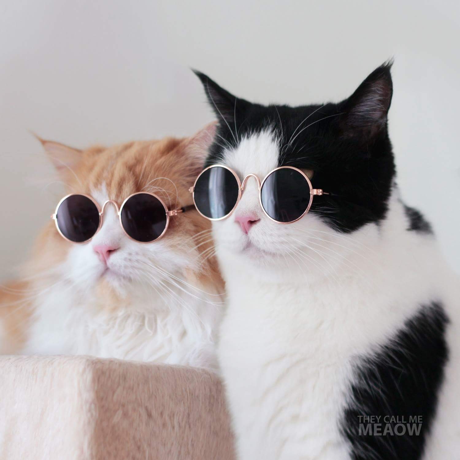 TheycallmeMeaow theycallmemeaow