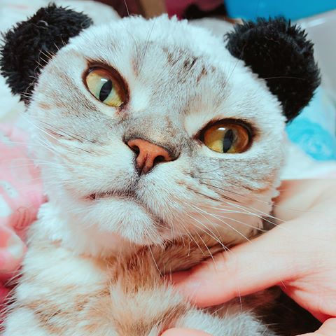 네코냥냥 30552177257