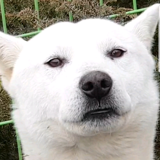 댕냥이 cattydoggo