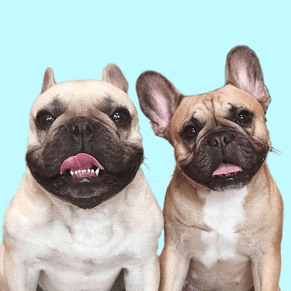 Griffin Frenchie griffinfrenchie