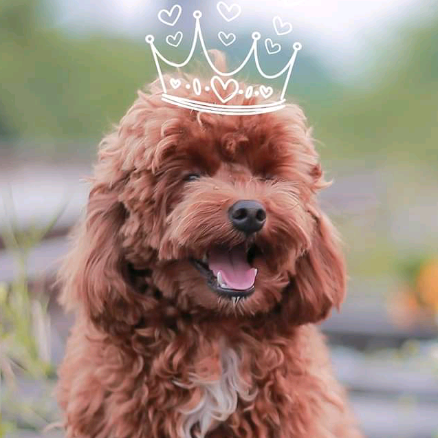 Cún Bo bo_doggg