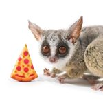 ピザトル🐵PIZZATORU🍕 pizzatoru