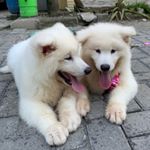 sibling_the_alaskan sibling_the_alaskan