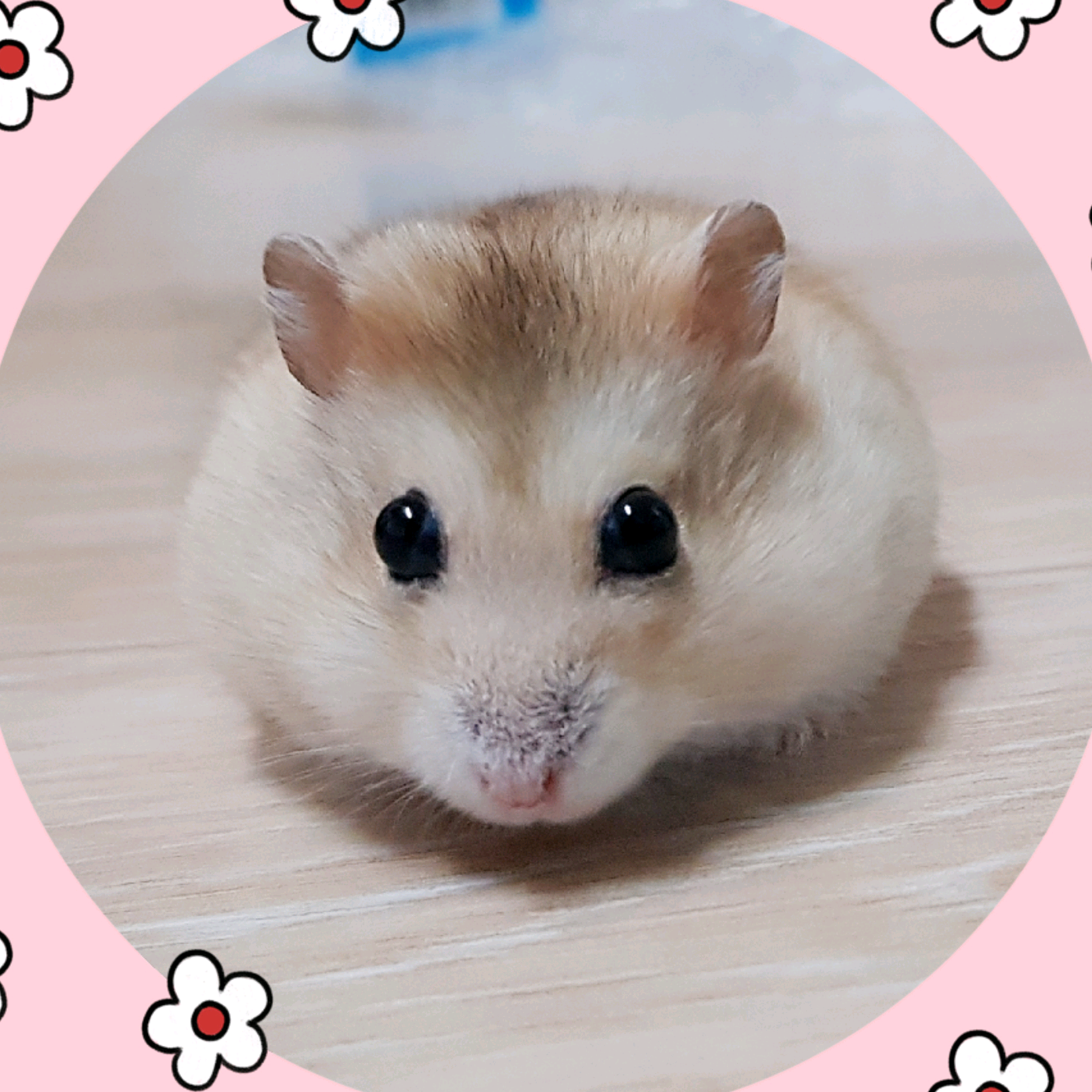 Hamster Potato pohamster