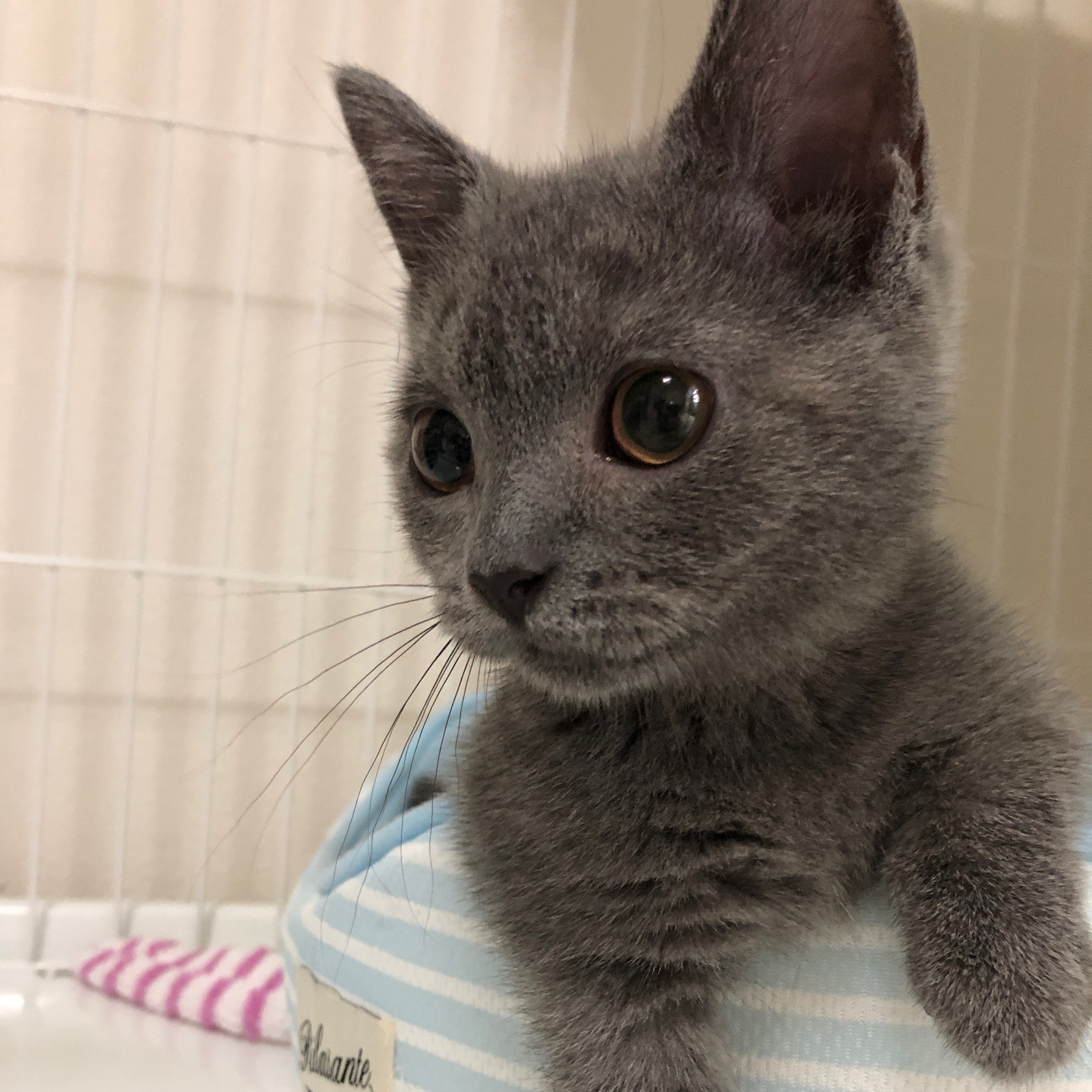 ao_kitten_oa ao_20190427