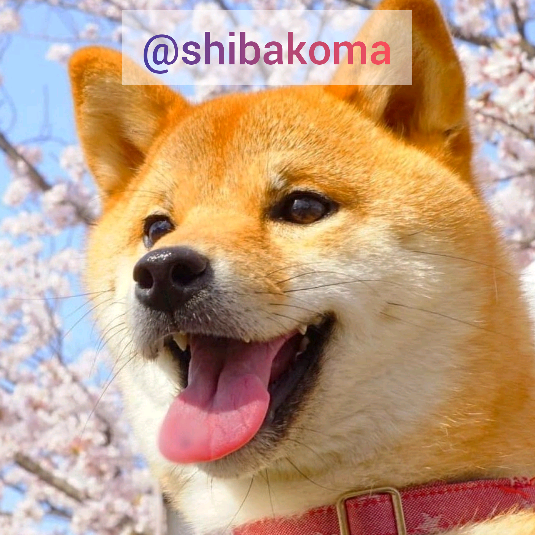 柴犬コマリ shibakoma