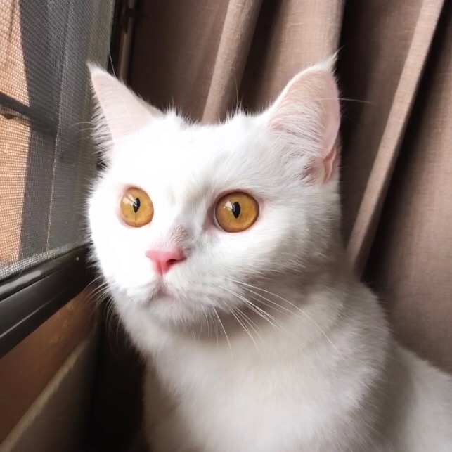 DomonFatCat domonfatcat