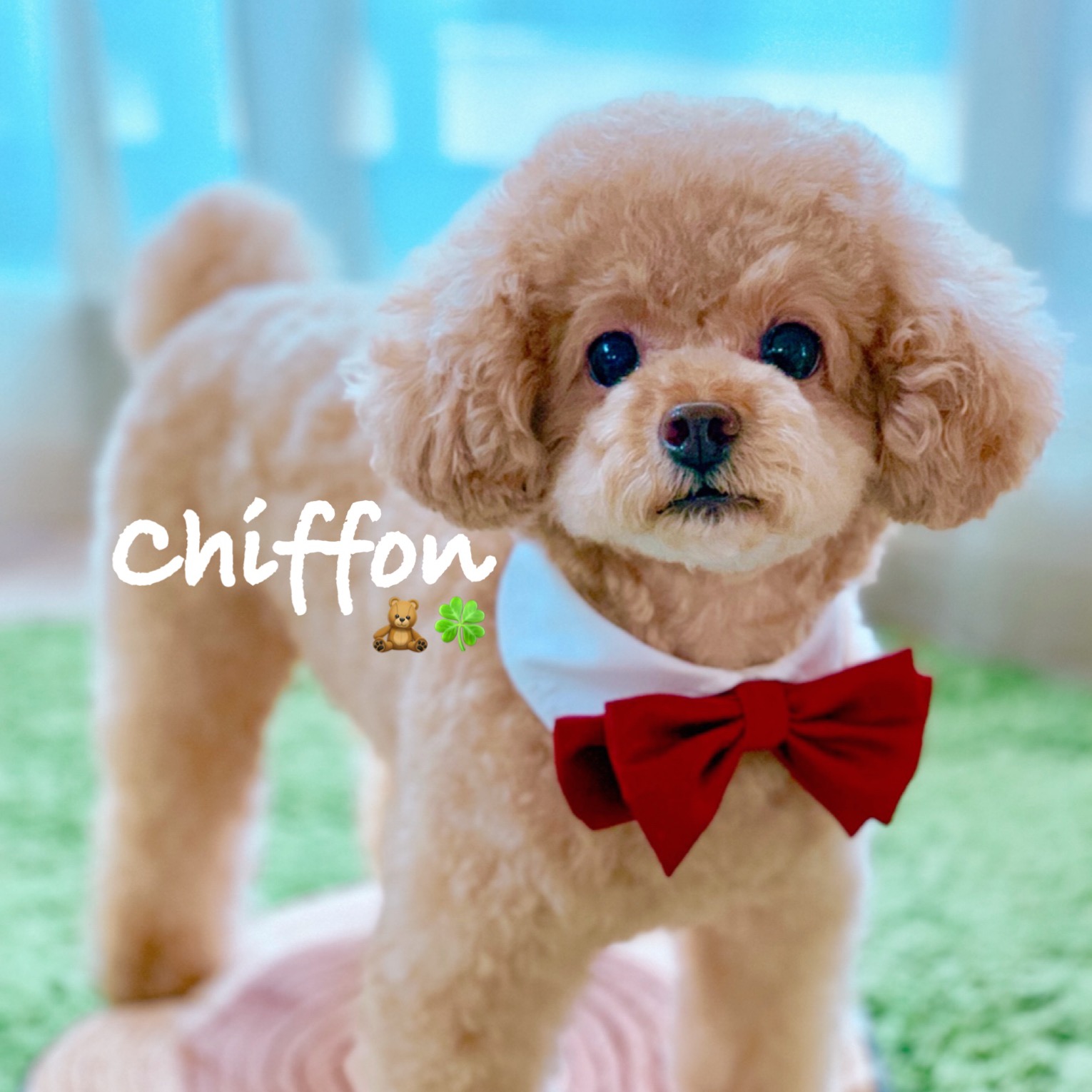 しふぉん🧸🍀 iamchiffon