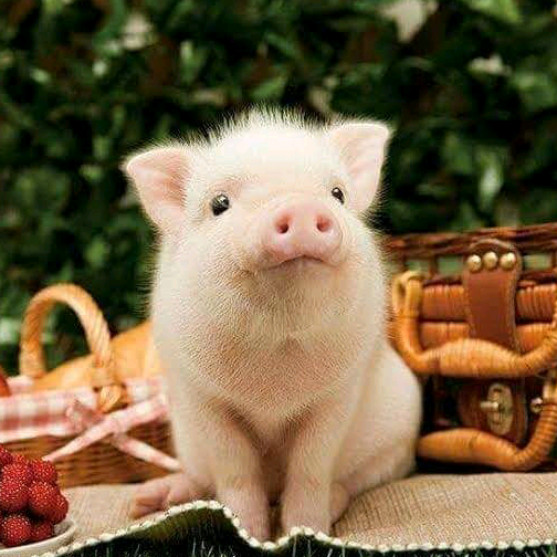 Share for you goldenpig999