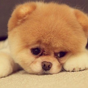 cutedog8899 cutedog8899