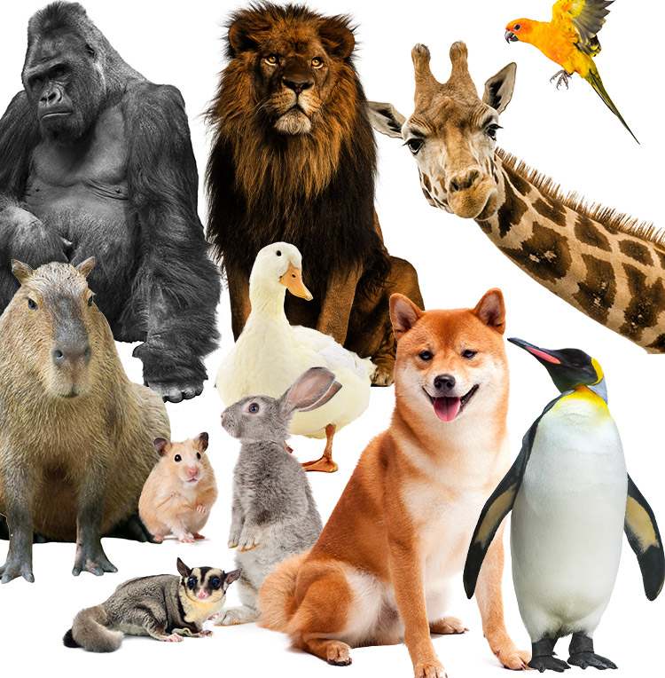 #動物コレクション