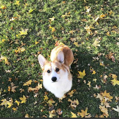 #puppy
