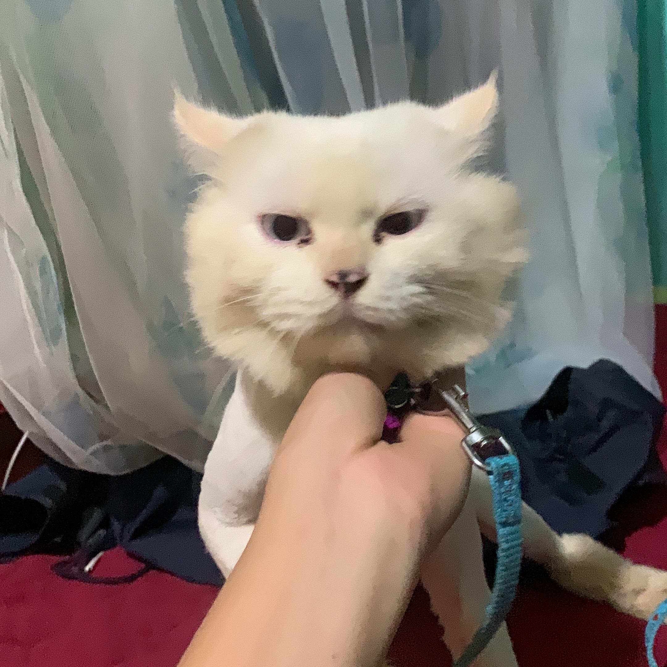 Hoàng Nhật Kim Quyền 228lover