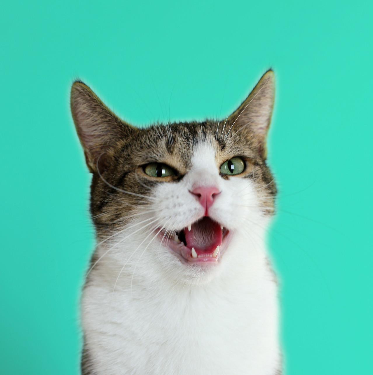 Кошка Мята catmiata
