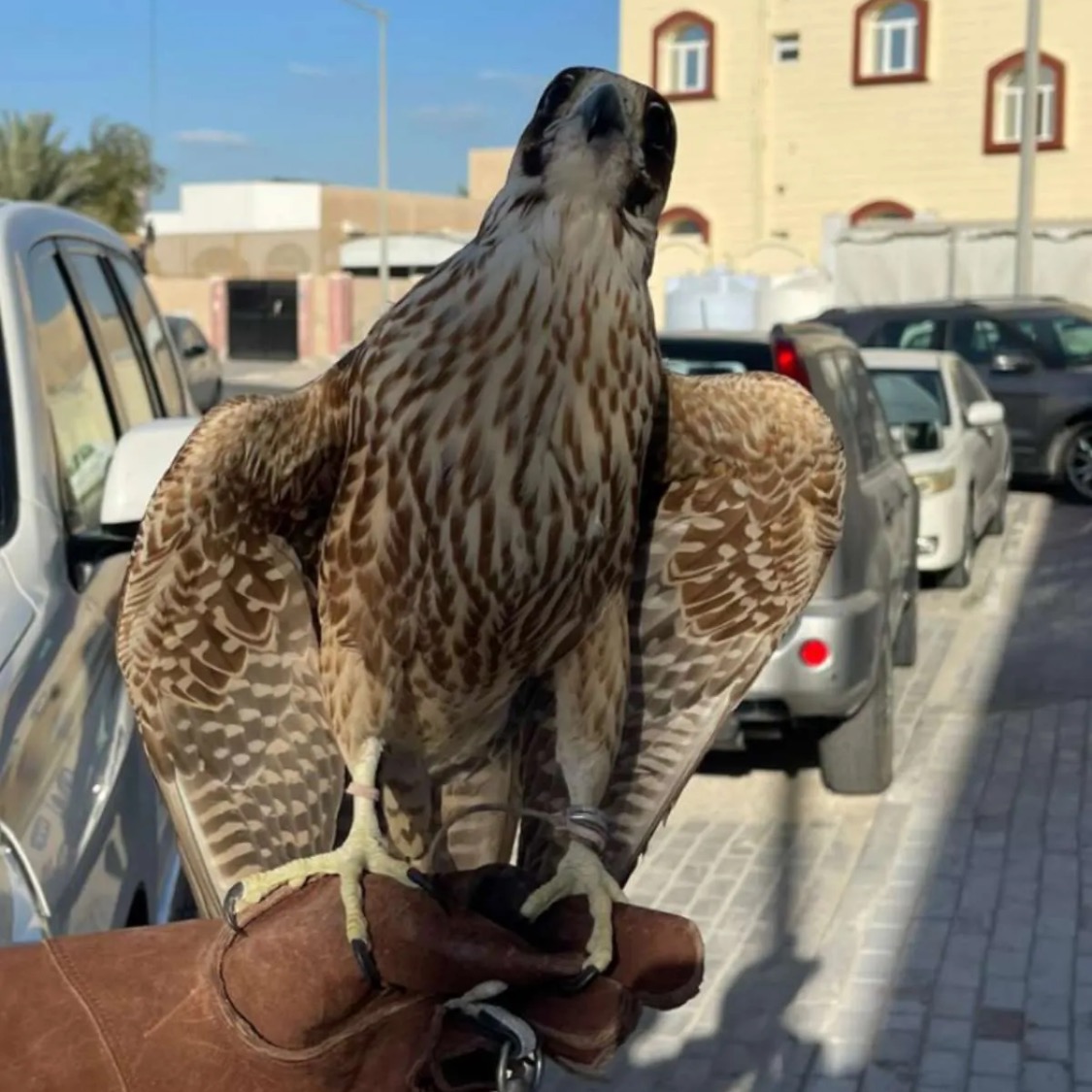 نقط w422x