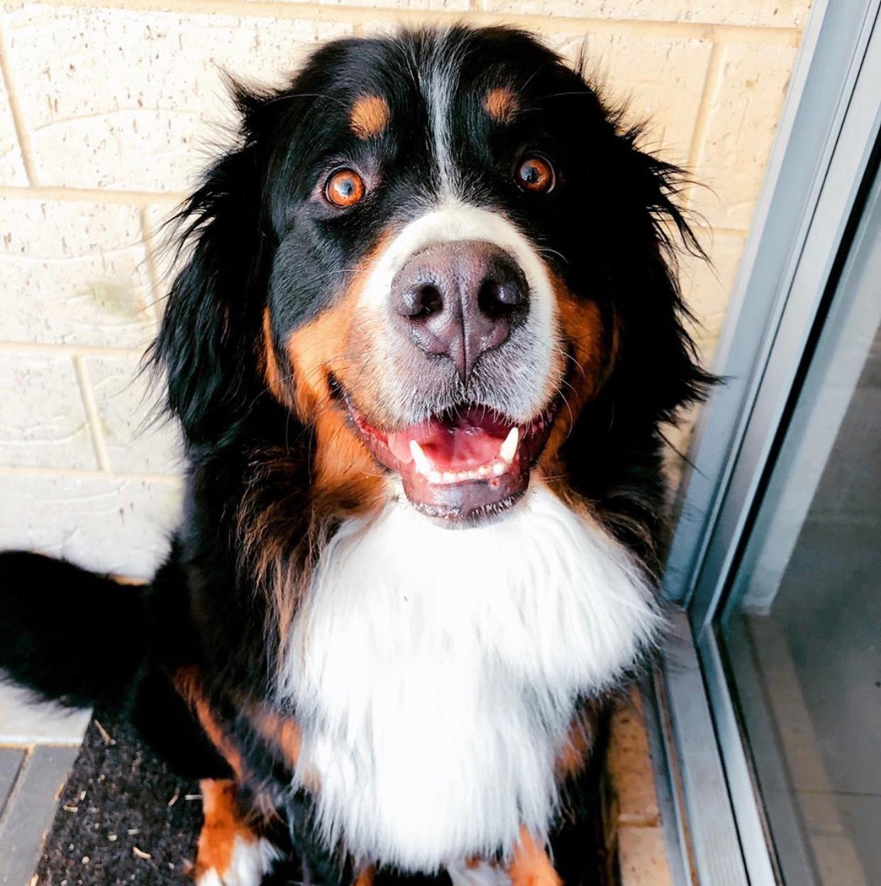 Embley a_floofer_named_embley